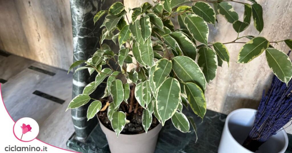 ficus benjamin foglie