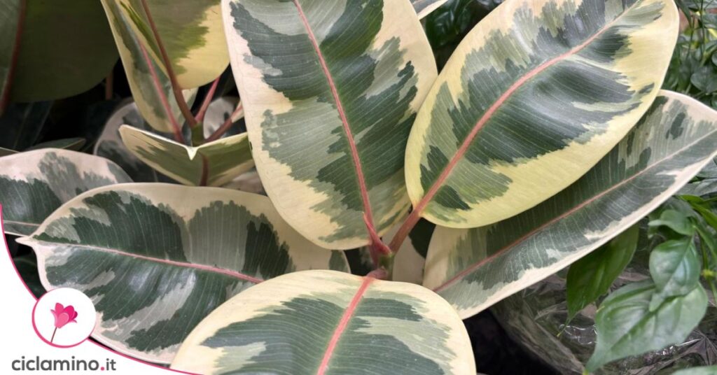 ficus elastica variegato
