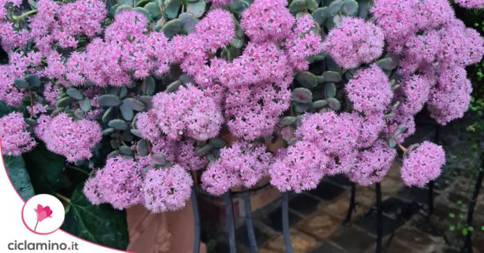 fiori sedum teresina