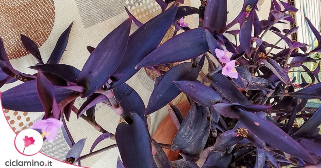 fiori tradescantia erba miseria