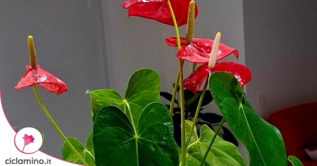 foglie anthurium