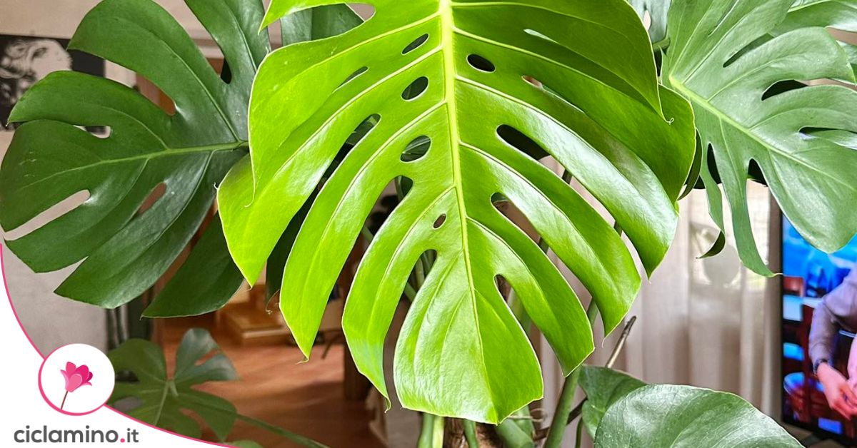 Come leggere il colore delle foglie della monstera dal lime al verde scuro