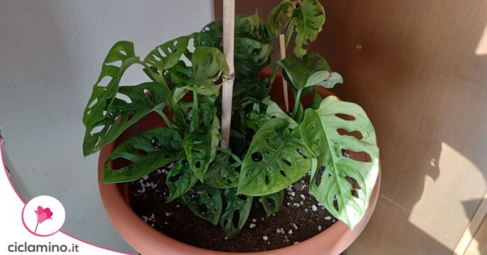 monstera monkey mask