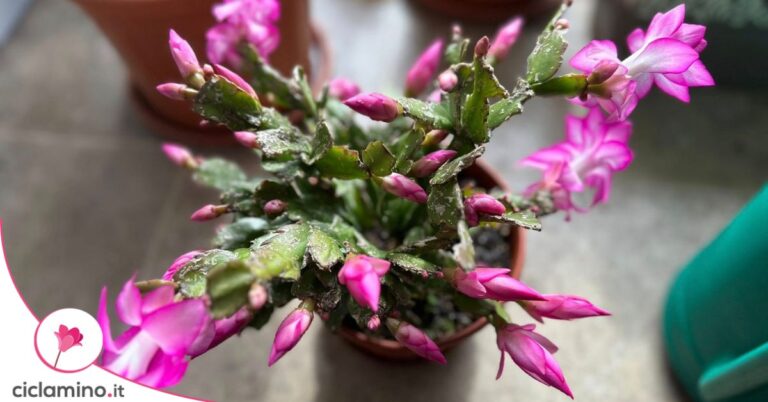 natalina cactus di natale