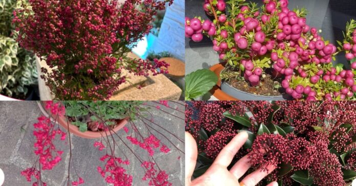 piante rosse inverno