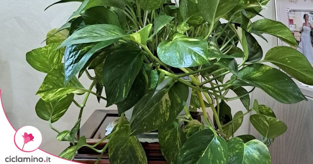 pothos foglie