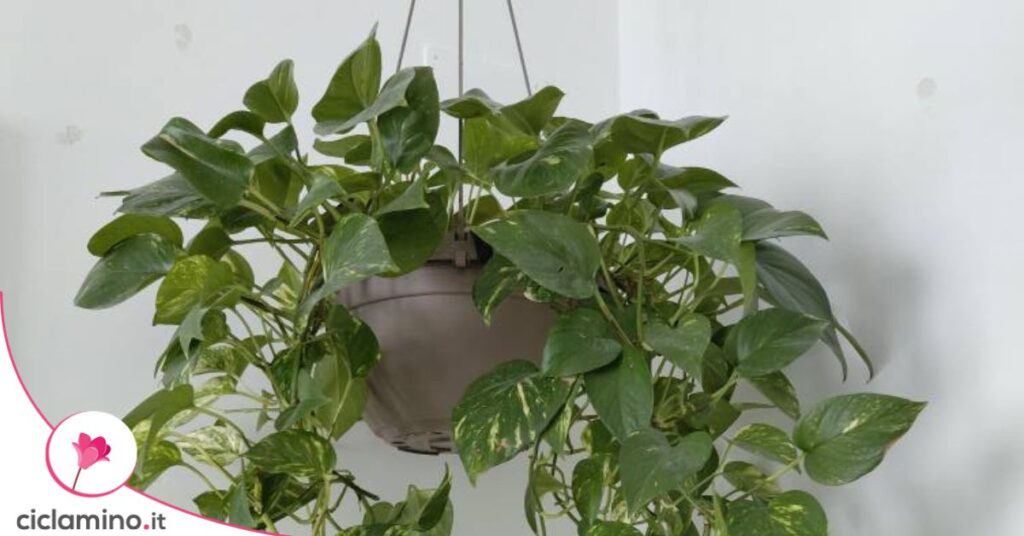 pothos pendente