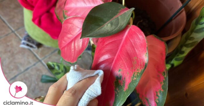 pulire foglia aglaonema
