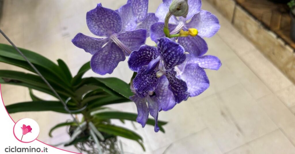 Orchidea vanda viola