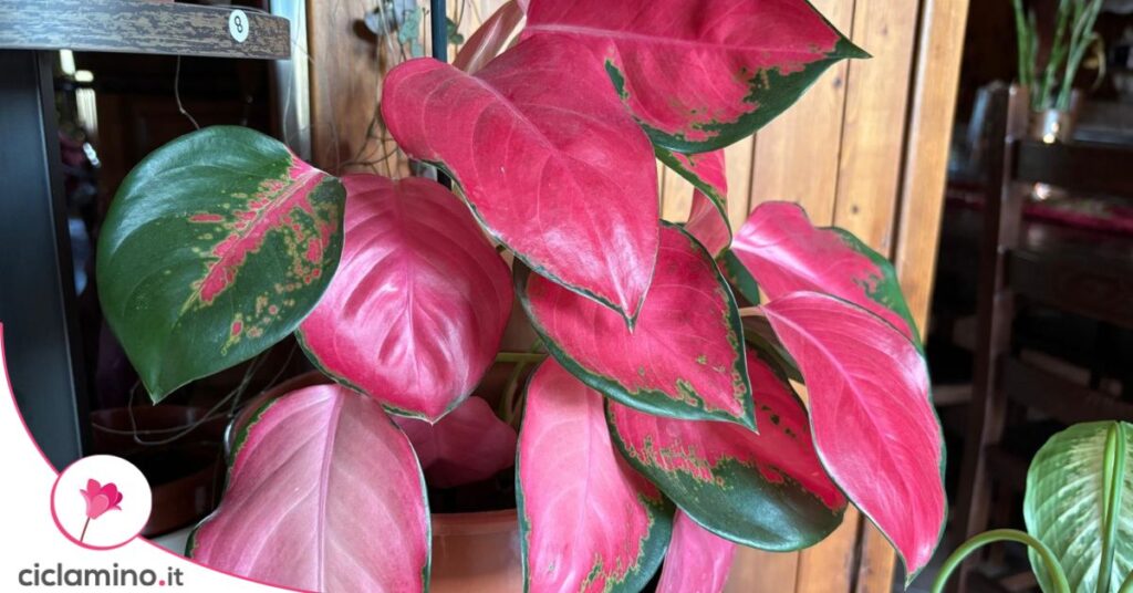 aglaonema flamingo