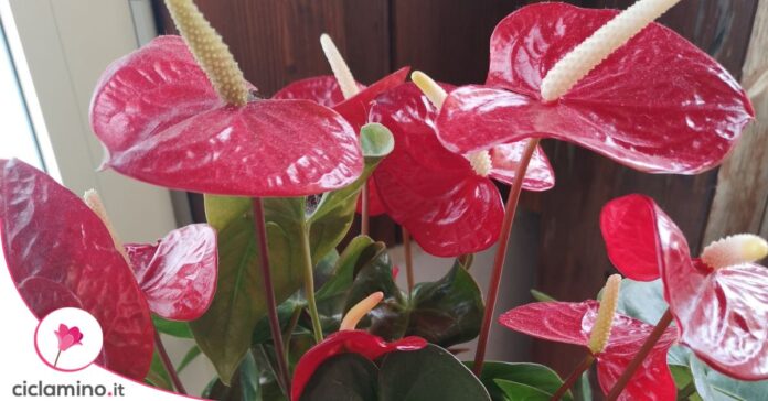 anthurium fiori