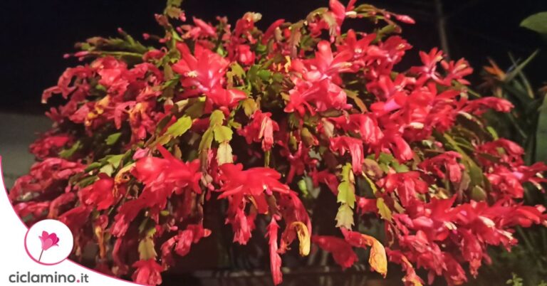 cactus di natale fiorito