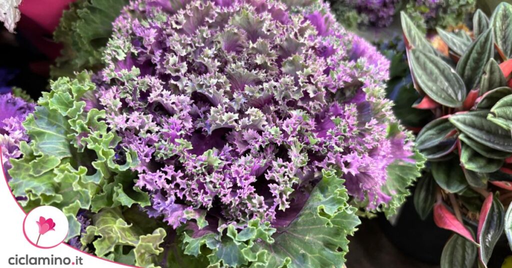 cavolo ornamentale viola