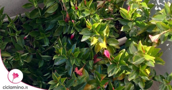 dipladenia boccioli