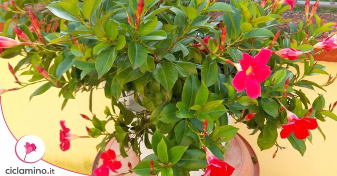 dipladenia fiorita