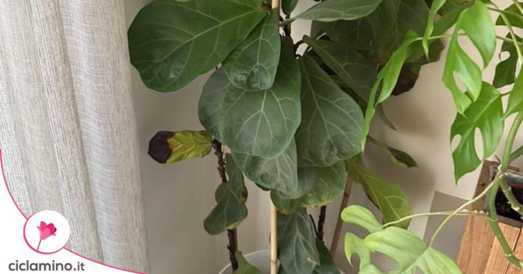 ficus lyrata foglie marroni