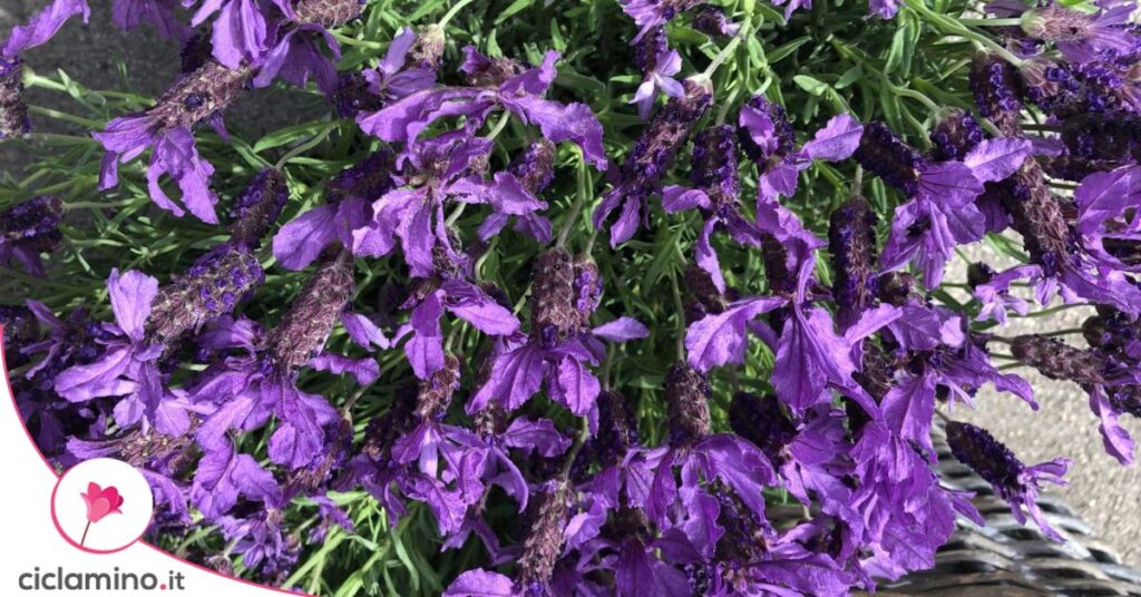 fiori lavanda