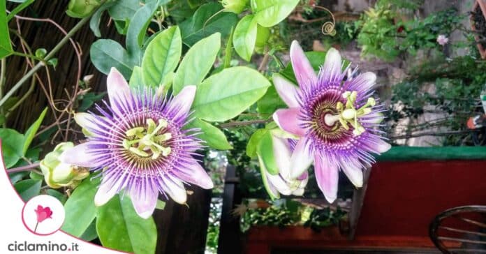 fiori passiflora