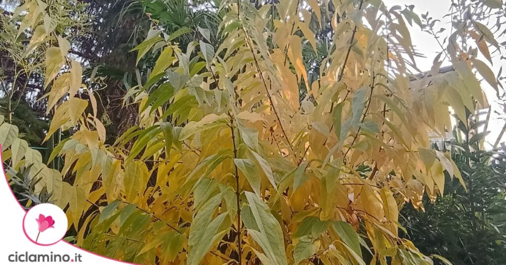 foglie calicanto
