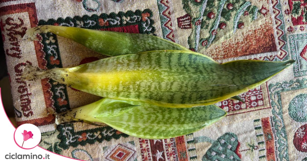 sansevieria craigii Sansevieria kirkii 'Cleopatra' main image 0
