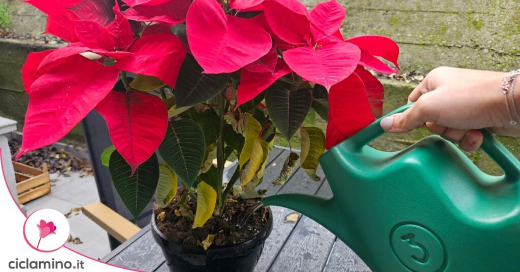 innaffiare stella di natale