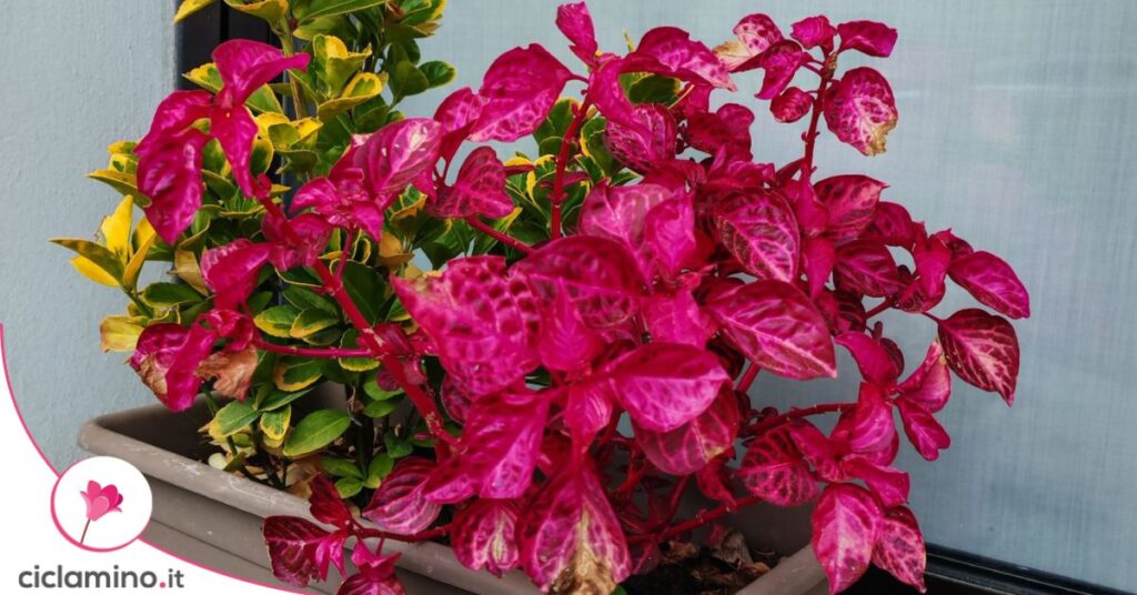 iresine pianta bistecca