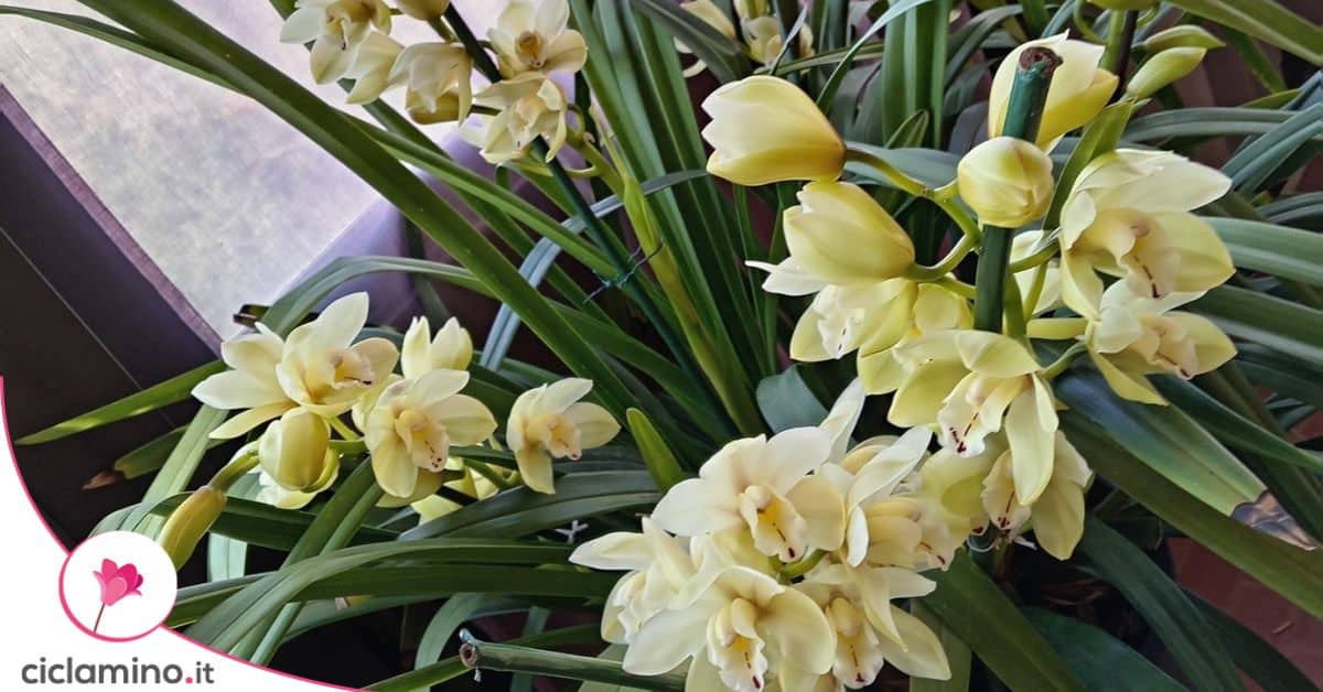 Pianta Artificiale Orchidea Cymbidium | 1,3 Metri Di Altezza | Fiori Bianchi Realistici In Seta | Con Vaso In Plastica E Cemento | Per Interni Ed Esterni, Matrimoni E Casa - 2