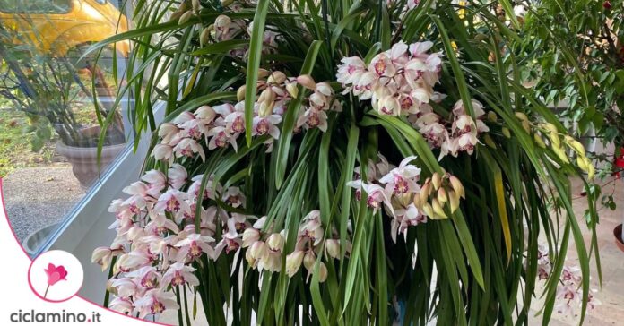 orchidea cymbidium tanti steli
