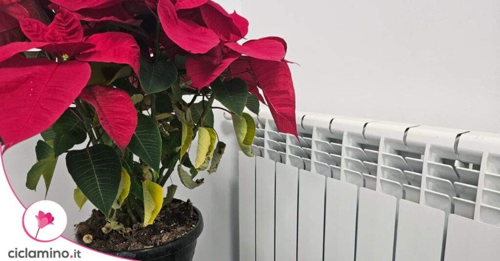stella di natale termosifone