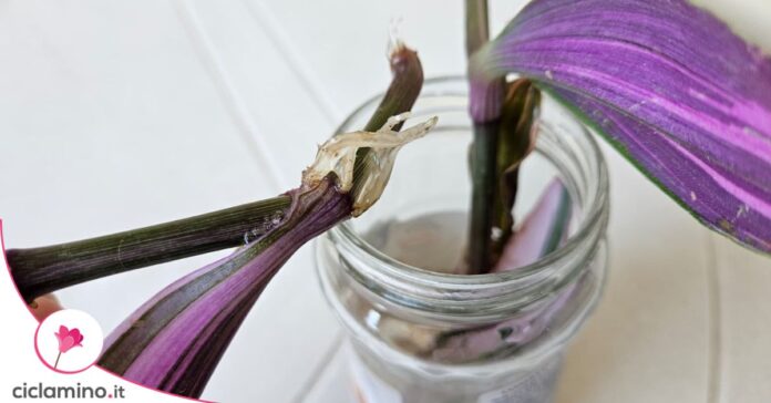 talea tradescantia nanouk