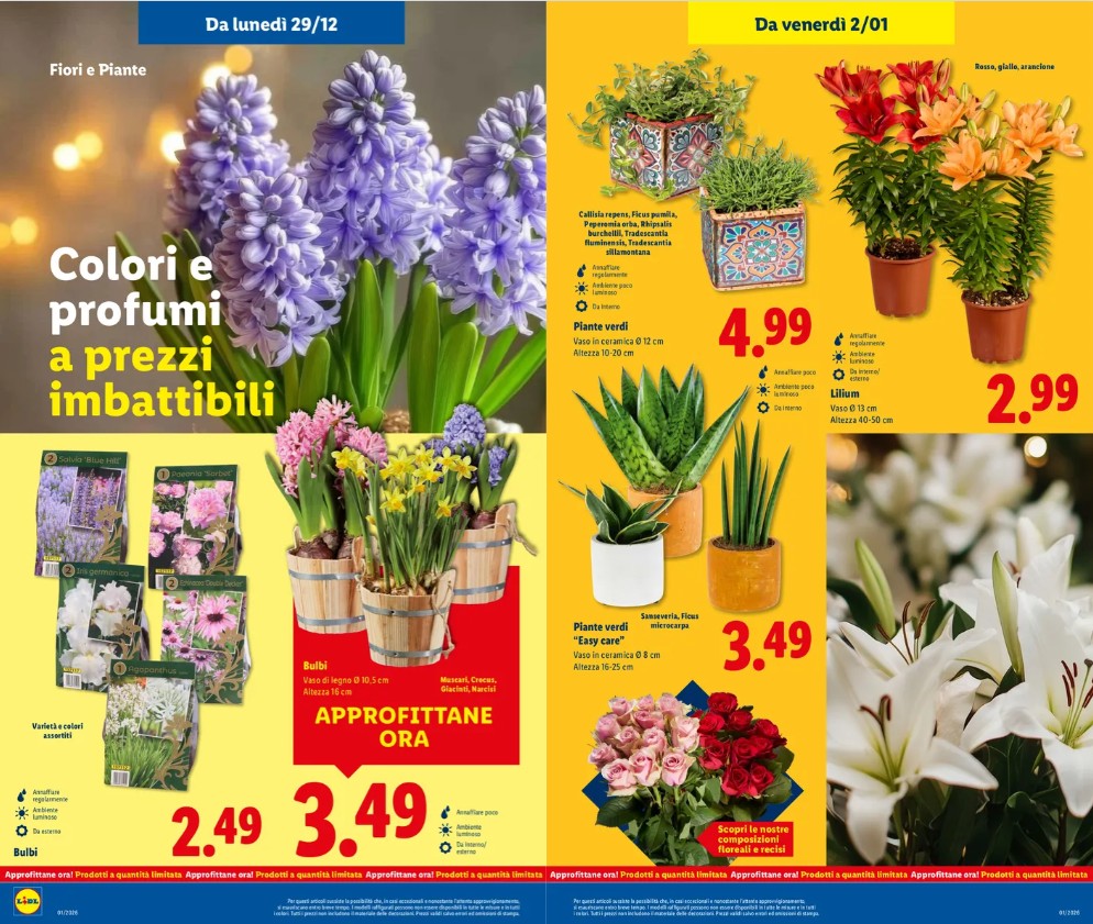 volantino giardinaggio lidl 29 dicembre