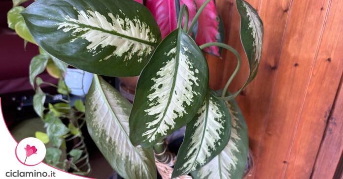 Foglie dieffenbachia pianta