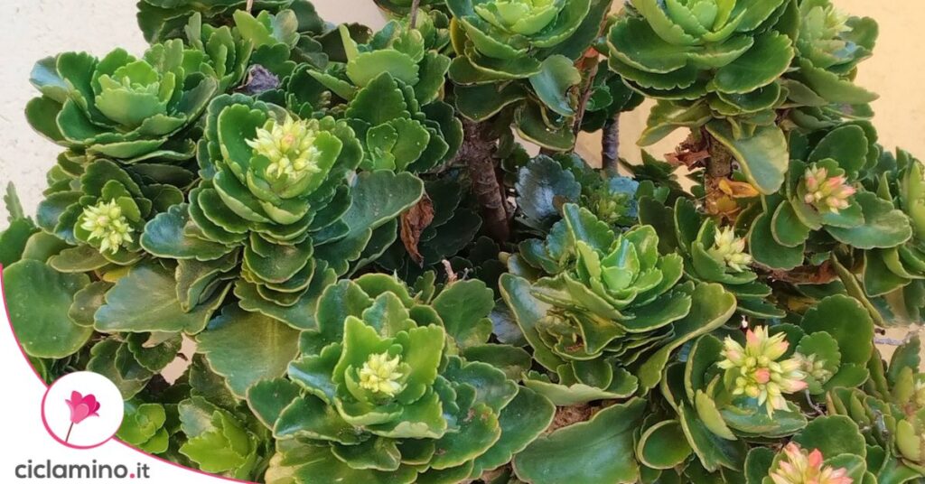 Kalanchoe blossfeldiana