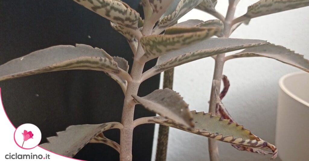 Kalanchoe daigremontiana