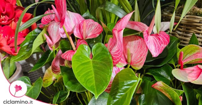 anthurium rosa