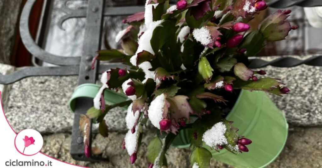 cactus di natale gelata