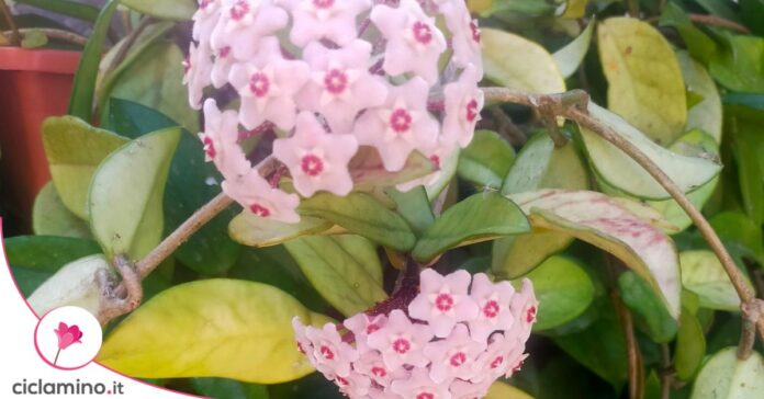 fiore di cera