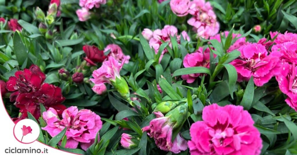garofano fiori