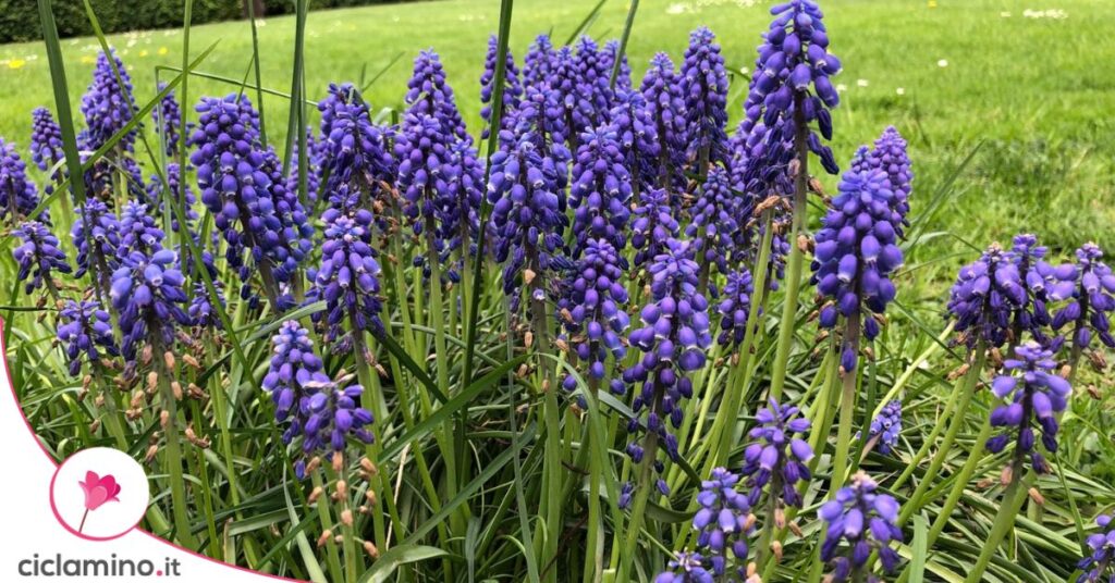 muscari fiori