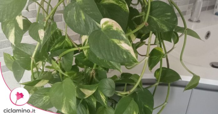 pothos bagno