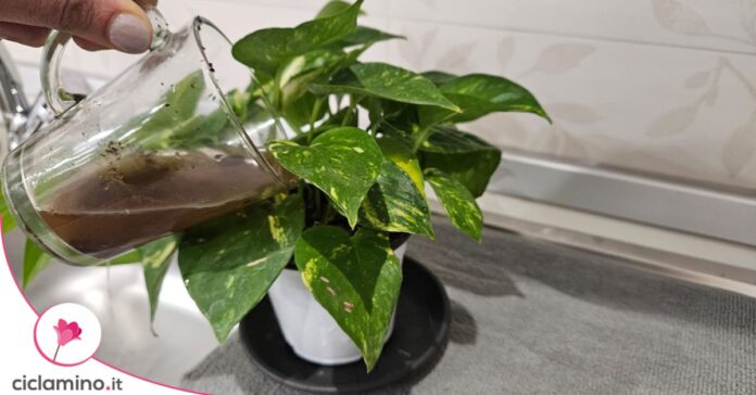 pothos concime caffè