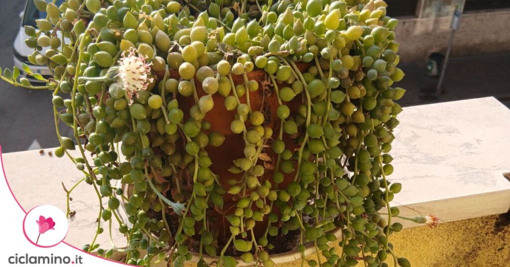 senecio fiorito