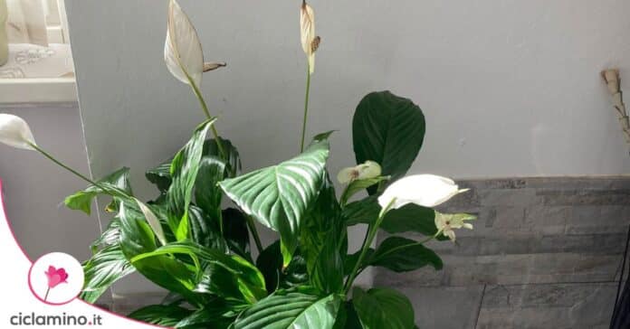 spatifillo fiori secchi