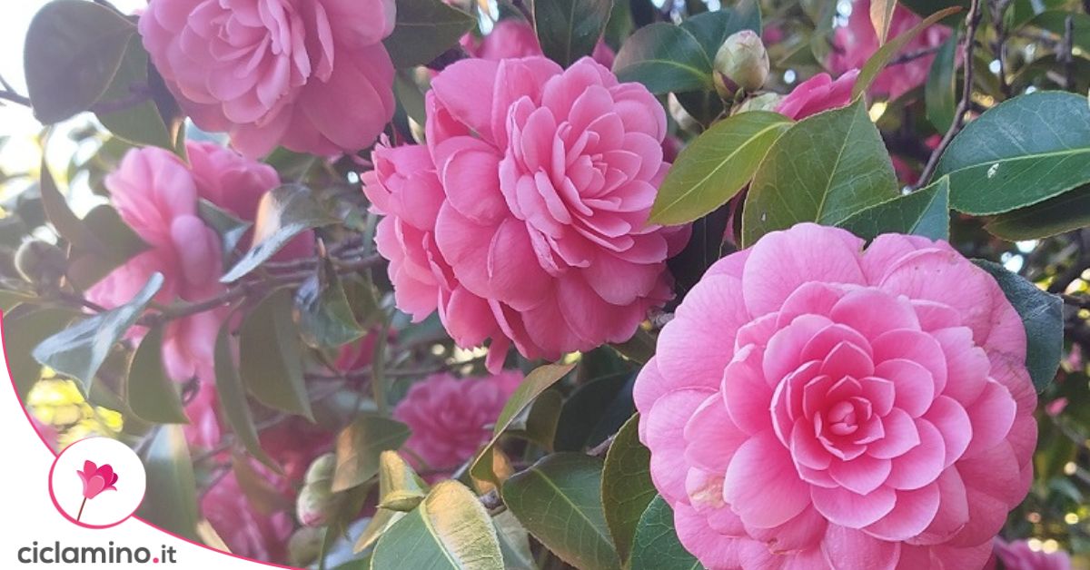 fiori-doppi-cos-belli-che-sembrano-di-ceramica-sono-il-simbolo-della
