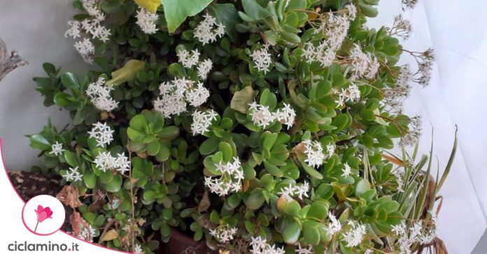 albero di giada fiori bianchi piccoli