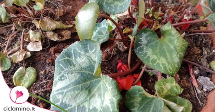 marciume bulbo ciclamino