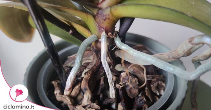 radici orchidea phalaenopsis