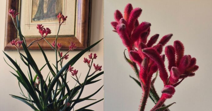 Anigozanthos zampa di canguro