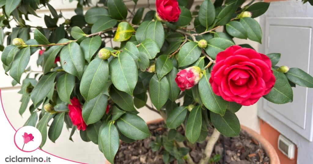 Camelia in vaso