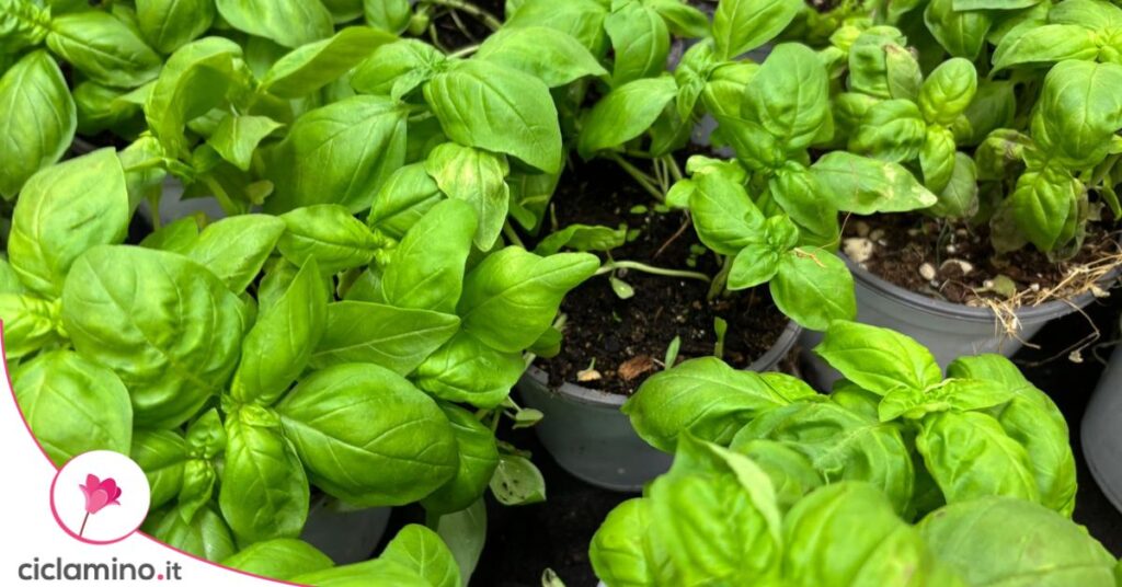 basilico foglie